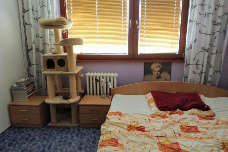 Hladam spolubyvajuceho ku sebe a mojej mačke Lili